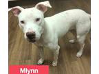 Adopt Mlynn a White American Pit Bull Terrier / Mixed dog in Justin