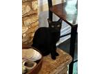 Adopt Obsidian a All Black Domestic Shorthair / Mixed cat in Minneapolis