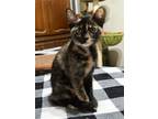 Adopt Bea (Texas Only) a Domestic Shorthair / Mixed cat in Minneapolis
