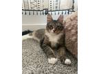 Adopt Sam a Domestic Shorthair / Mixed cat in Minneapolis, MN (38646172)