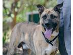 Adopt Murphy a Dutch Shepherd / Catahoula Leopard Dog / Mixed dog in