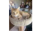 Adopt Bruno a Domestic Longhair / Mixed cat in Hartford, CT (38634430)
