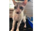 Adopt Goblin (Texas Only) a Cornish Rex / Mixed cat in St. Louis, MO (38612112)