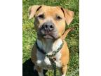 Adopt Scrappy a Pit Bull Terrier, Mixed Breed