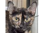 Adopt Twinkle a Tortoiseshell Domestic Shorthair / Mixed (short coat) cat in
