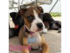 Adopt Selma Society a Brindle - with White American Pit Bull Terrier dog in