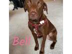 Adopt Bell Talbot a Brown/Chocolate Labrador Retriever / Mixed Breed (Medium)