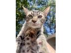 Adopt Elsa a Brown Tabby Domestic Shorthair / Mixed (short coat) cat in Hewitt