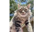 Adopt Blossom a Gray, Blue or Silver Tabby Manx (long coat) cat in Hewitt
