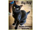 Adopt Big Boy (FCID# 07/03/2023 - 18 Brookhaven PS) C a All Black Domestic