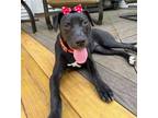 Adopt Vicky a Labrador Retriever / Mixed dog in Darlington, SC (38774708)