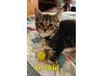 Adopt Orchid a Brown Tabby Tabby / Mixed (short coat) cat in Englewood