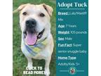 Adopt Tuck a Tan/Yellow/Fawn Labrador Retriever / Mastiff / Mixed dog in