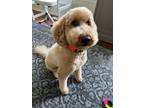Adopt Murphy a Tan/Yellow/Fawn - with White Labradoodle / Mixed dog in
