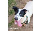 Adopt Barnabee a Labrador Retriever / Mixed dog in Gautier, MS (38675948)