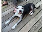 Adopt XP Oreo - Budd Lake, NJ a White - with Black Pit Bull Terrier / Mixed dog
