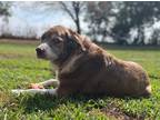 Adopt Sally a Labrador Retriever / Mixed dog in Norman, OK (38887001)