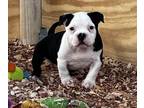 American Bully PUPPY FOR SALE ADN-776444 - For sale