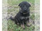 German Shepherd Dog PUPPY FOR SALE ADN-776443 - AKC German Shepherd