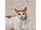 Adopt Lewis (and Clark) a Orange or Red (Mostly) Domestic Shorthair / Mixed