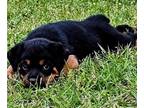 Rottweiler PUPPY FOR SALE ADN-776439 - AKC German Rottweiler
