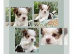 Morkie PUPPY FOR SALE ADN-776407 - Morkie puppies