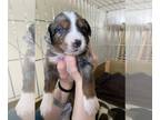 Australian Shepherd PUPPY FOR SALE ADN-776403 - Australian Shepherd puppies