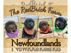 Newfoundland PUPPY FOR SALE ADN-776376 - Newfoundland Puppies