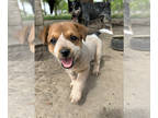 Australian Cattle Dog PUPPY FOR SALE ADN-776315 - Red Heeler Puppy