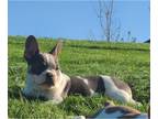 French Bulldog PUPPY FOR SALE ADN-776229 - Three French Bulldogs Male