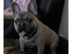 French Bulldog PUPPY FOR SALE ADN-776220 - BEAUTIFUL FRENCHIE PUPPY GREAT DEAL