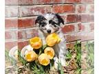 Miniature Australian Shepherd PUPPY FOR SALE ADN-776206 - Blue Merle Female