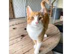 Adopt Richard a Domestic Short Hair