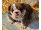 English Bulldog PUPPY FOR SALE ADN-776201 - Zoey Litter