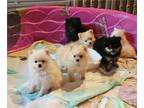 Pomeranian PUPPY FOR SALE ADN-776175 - CKC Pomeranian puppies