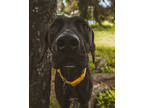 Adopt Percy a Black Mixed Breed (Large) / Mixed dog in Missoula, MT (38103377)