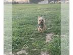 Yorkshire Terrier PUPPY FOR SALE ADN-776118 - Milo