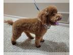 Poodle (Miniature) PUPPY FOR SALE ADN-776111 - Pure bred red miniature poodle
