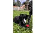 Adopt HUTCH a Black - with White Labrador Retriever dog in Westminster