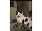 Adopt Brixy ***COURTESY POST*** a American Shorthair / Mixed (short coat) cat in
