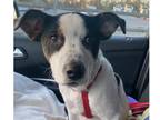 Adopt Ricky - litter of 5 a White - with Black Cattle Dog / Pit Bull Terrier dog