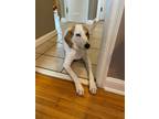 Adopt Tiki a Foxhound