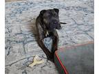 Adopt Max a Brindle - with White Shar Pei / Mixed dog in Wilmington