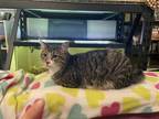 Adopt Rocket (with Groot) a Brown Tabby Domestic Shorthair / Mixed cat in