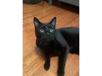 Adopt Mando a All Black Domestic Shorthair / Mixed cat in Phillipsburg