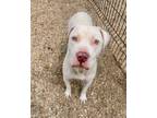 Adopt Kiba a Pit Bull Terrier, Mixed Breed