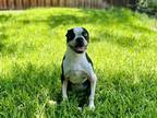 Adopt Dottie a Black - with White Boston Terrier / Mixed dog in Plano