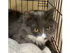 Adopt Toby a Domestic Medium Hair