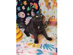 Adopt Lion a All Black Domestic Shorthair / Mixed (short coat) cat in Antioch