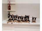 Siberian Husky PUPPY FOR SALE ADN-776480 - Husky Haven Puppies